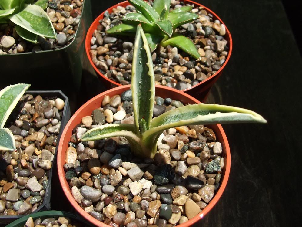 8 New Little Agave Babies..